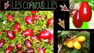 LES CORNOUILLESEn savoir plus [upl. by Aehcim]