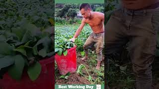 Best working day 1624 Edamame harvesting process [upl. by Gareri]