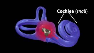 Hearing Ear Anatomy amp Auditory Transduction [upl. by Eivol]