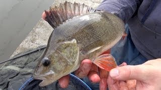 Perch Fishing Rigs Tips amp Tactics [upl. by Lydie]