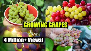 How to Grow Grapes A Complete Garden Growing Guide [upl. by Khosrow]