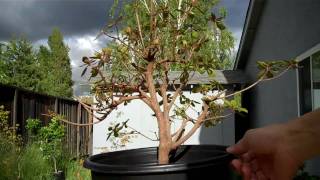 How to create an Azalea Bonsai Part 2 root pruning and pottingmp4 [upl. by Aylward]