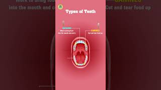 TYPES OF TEETH [upl. by Galer]