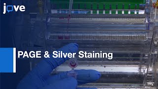 Detection Glycosaminoglycans By PAGE amp Silver Staining l Protocol Preview [upl. by Callie]