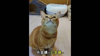 Singing cat 🙀😻😻 [upl. by Sharity]