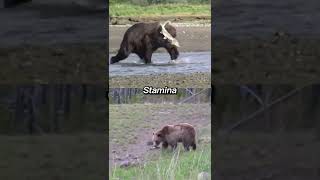 Kodiak Bear VS Grizzly Bear shorts animals wildlife grizzlybear [upl. by Adler]