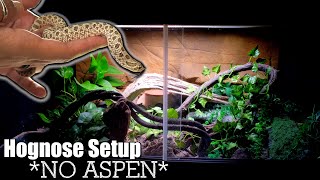 NEW Hognose Enclosure  Osiris Got An Upgrade [upl. by Akenet]