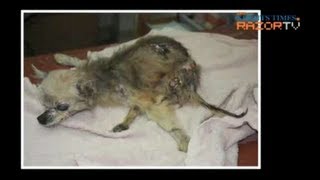 Animal cruelty in Singapore Horrific Animal Abuse Part 3 [upl. by Rodenhouse]