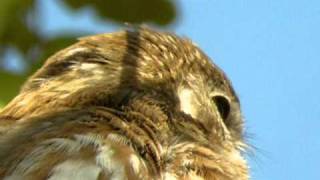 Ferruginous PygmyOwl [upl. by Schlosser]