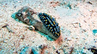 Red Sea Egypt Berenice 2022 Nudibranco Phyllidia varicosa HD [upl. by Garth]