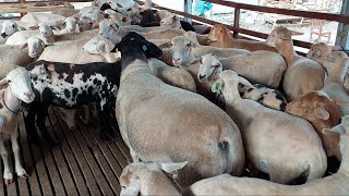 Beternak 800 Ekor Domba Kambing Unggul Tanpa quotNgaritquot [upl. by Orelle700]