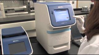 Amplify Sample with The StepOnePlus™ Real Time System qPCR step 6 [upl. by Yztim]