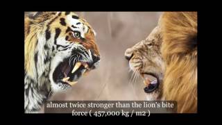 New DiscoveryTiger vs lion fight Who would win [upl. by Flan]