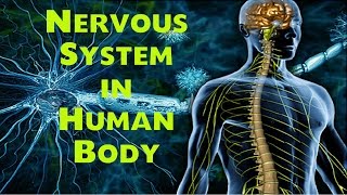 Nervous System in Human body Biology Lecture for SSC  NDA  CDS  State Exams etc [upl. by Noslrac]