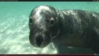 Sea lion underwater [upl. by Leoj]