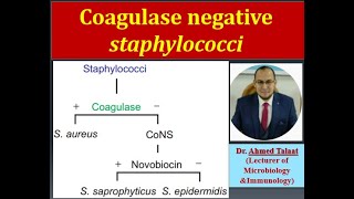 Staphylococci 7Coagulase Negative staphylococci “Medical Microbiologyquot [upl. by Ayote482]