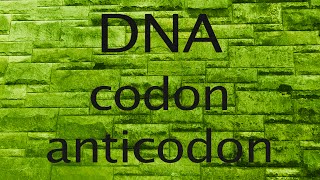 DNA codon or anticodon [upl. by Yddub]