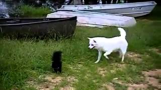 Dog vs Skunk [upl. by Picardi]