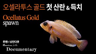 황금물고기 오셀라투스 골드 첫 산란 ocellatus Gold spawn [upl. by Nesnah]