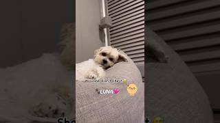 👅🐾 shichon zuchon cutedog shorts teddybeardogs funnydog mystressreliever love cute dog [upl. by Syla]