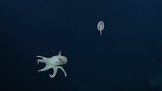 A Diversity of Floating Friends of the Deep Sea  Nautilus Live [upl. by Nabe]