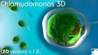 Chlamydomonas 3D  From Biological Cells to Biofuels 2D version 12 [upl. by Reinold]