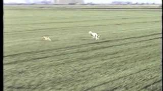 The pheasant plucker hare coursing clips of the 80s JDAVIS photopart 2 [upl. by Macnair454]