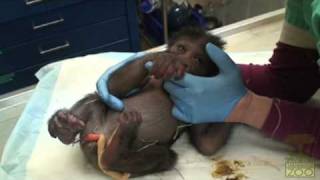 Its a Gorilla Baby Gorilla Video [upl. by Worra]