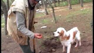 Tartufo Bianco di Corigliano dOtranto di Giuseppe Lolli [upl. by Onahpets]