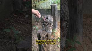 Potoo Bird The Master Of Camouflage shorts animal birds wildlife [upl. by Ail974]