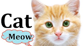 Cats kittens Meowing Purring Hissing Talking Funny Loudly Sound Effect Song Compilation Growl Videos [upl. by Vittoria]