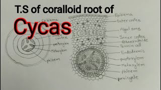 Cycas TS of coralloid root  T S of coralloid root of cycasDiagram cycas coralloid root  BSc [upl. by Magdalena]