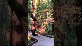 Handstand walking among ancient red wood trees at Muir Woods [upl. by Docile]