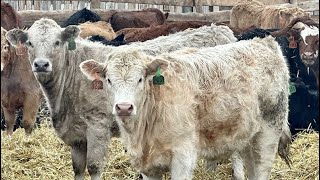 Cattleland  800 Weaned Heifers  139 Head Strathmore AB [upl. by Mendelson]