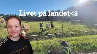 LIVET PÅ EN BONDGÅRD  bygger vindskydd åt korna  släpper fåren på bete [upl. by Inaoj447]