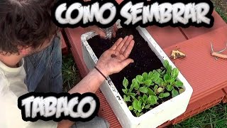 Como Sembrar Tabaco En Casa  El Semillero  Cultivo De Tabaco  La Huertina De Toni [upl. by Bez]