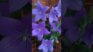 キキョウ アストラ 摘心済み 20240626 桔梗 ききょう Balloon flower Astra Blue Platycodon grandiflorus [upl. by Laekcim144]