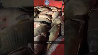 Bowfishing Carp How Many Did They Get bowfishing [upl. by Tterrag]