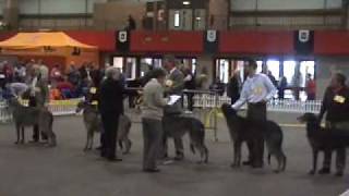 Scottish Deerhounds Scottish breeds Show 2007 [upl. by Dnalyaw]