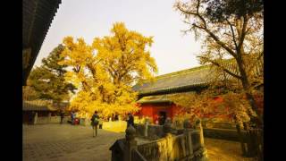 Beijing Dajue Temple The Temple of Enlightenment [upl. by Darcy758]