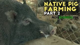 Native Pig Farming Part 2  Native Pig Farming Practices  Agribusiness Philippines [upl. by Keefer]