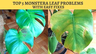 MONSTERA PROPAGATION How to Propagate Monstera deliciosa 2023 [upl. by Barri728]