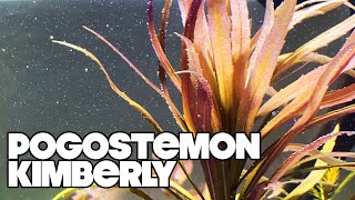 Pogostemon Kimberly  Planted Tank [upl. by Anny]