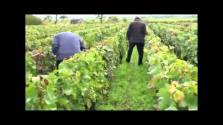 The Vineyards of Gevrey Chambertin in Burgundy  Marchand amp Burch [upl. by Yolanthe]