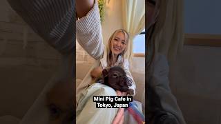 Mini Pig Cafe in Tokyo Japan [upl. by Ezra]