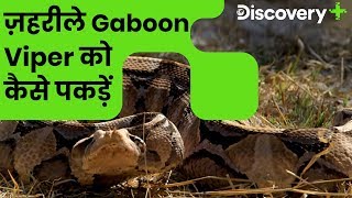 ज़हरीले Gaboon Viper का सामना  Wild Frank Encounters a Deadly Gaboon Viper  Discovery Plus India [upl. by Emmons155]