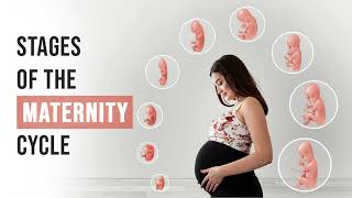 Stages of pregnancy  How your baby development  Pregnancy week by week  9 Months in the Womb [upl. by Theall]