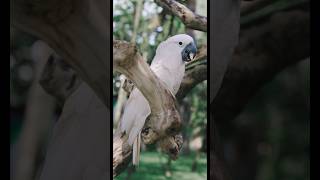 White parrot 🦜 Friendship song GS Photography [upl. by Llenej719]