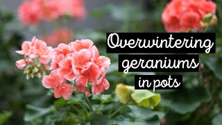 ❄ How to overwinter geraniums in pots after freeze damage 🍃 growing pelargoniums indoors 🌿 [upl. by Spanjian]