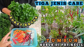 050  TIGA JENIS CABE TUMBUH SUBUR HANYA DI TANAM DI POT KECIL 🌶️  KEBUN INDAH YANG BISA DI MAKAN 💚 [upl. by Haseena281]